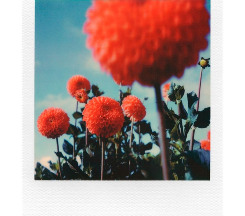 Polaroid Originals Color instant film for SX70