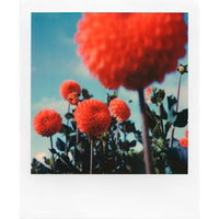 Polaroid Originals Color instant film for SX70
