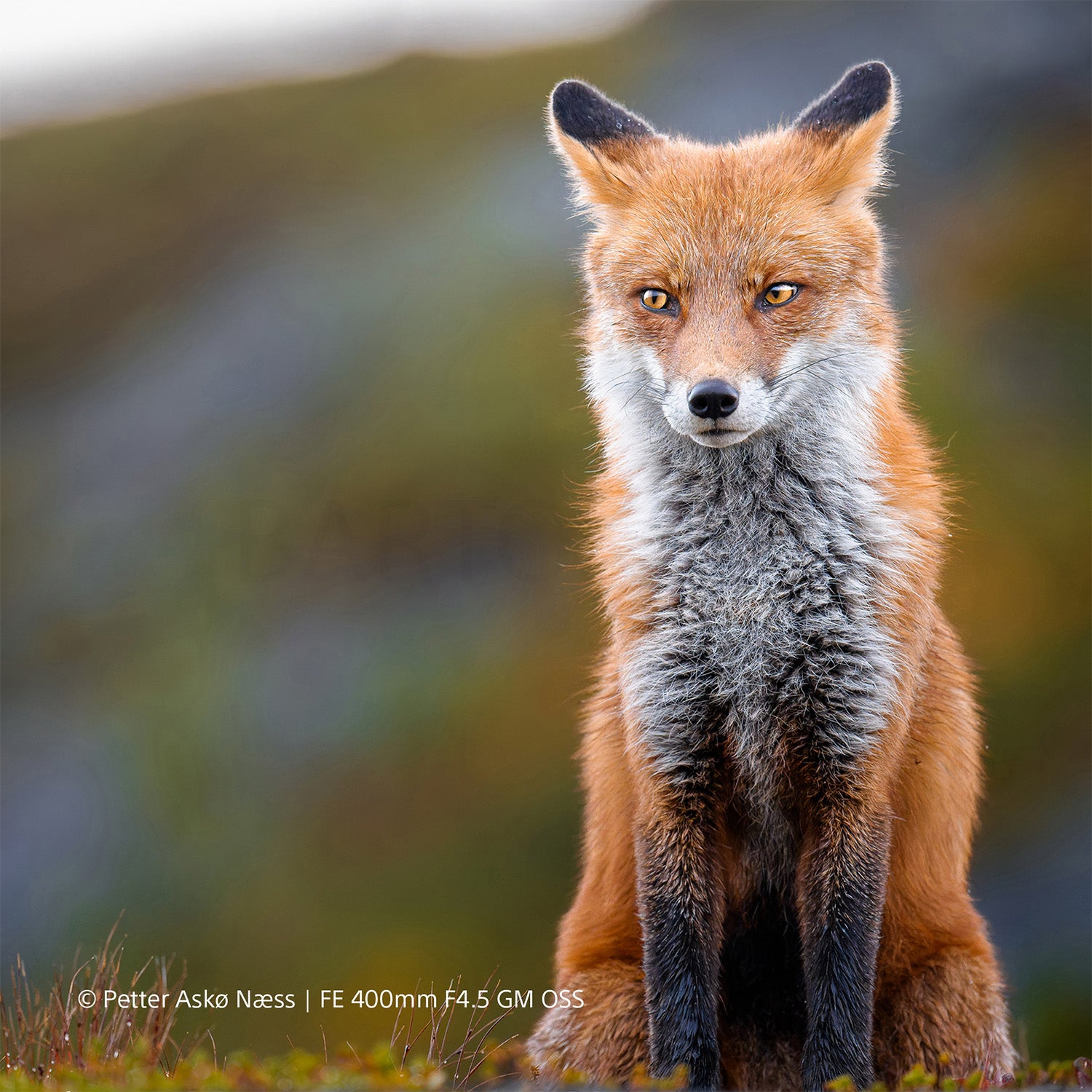 Sony FE 400mm f/4.5 GM OSS