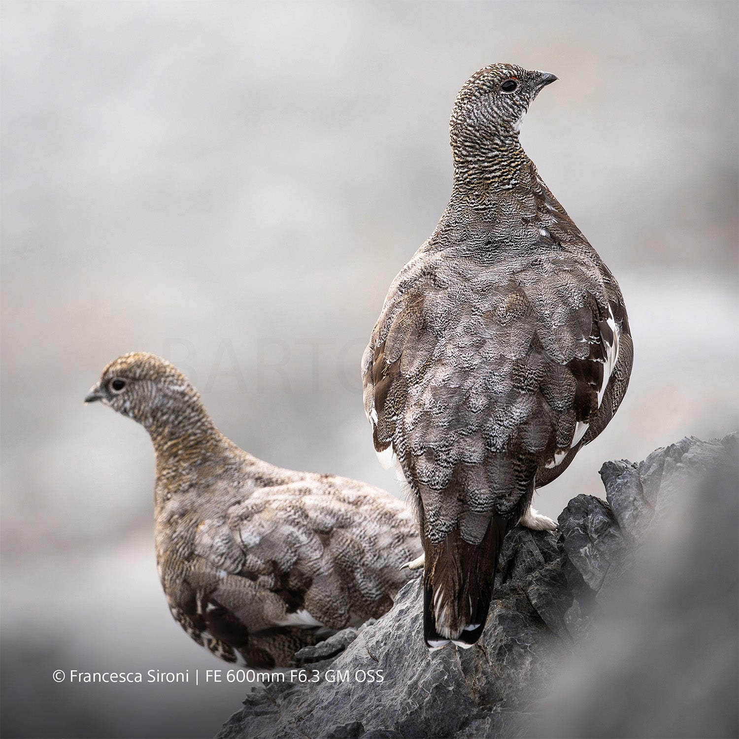 Sony FE 600mm f/6.3 GM OSS