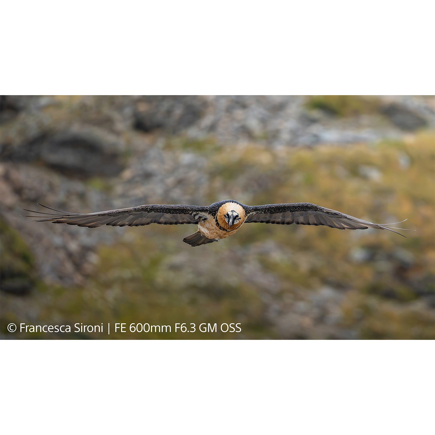 Sony FE 600mm f/6.3 GM OSS