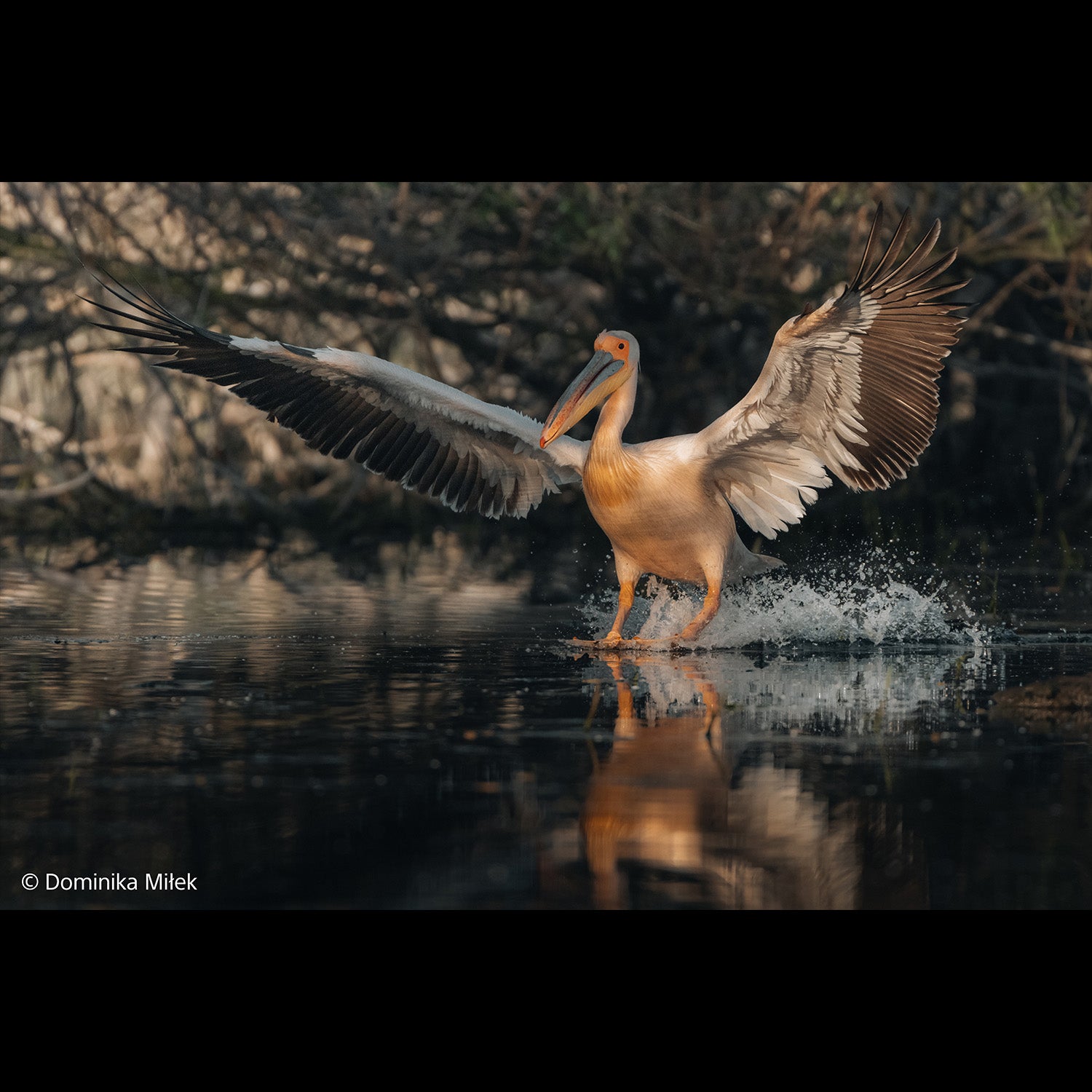 Sony SEL FE 100-400mm f4.5 GM OSS