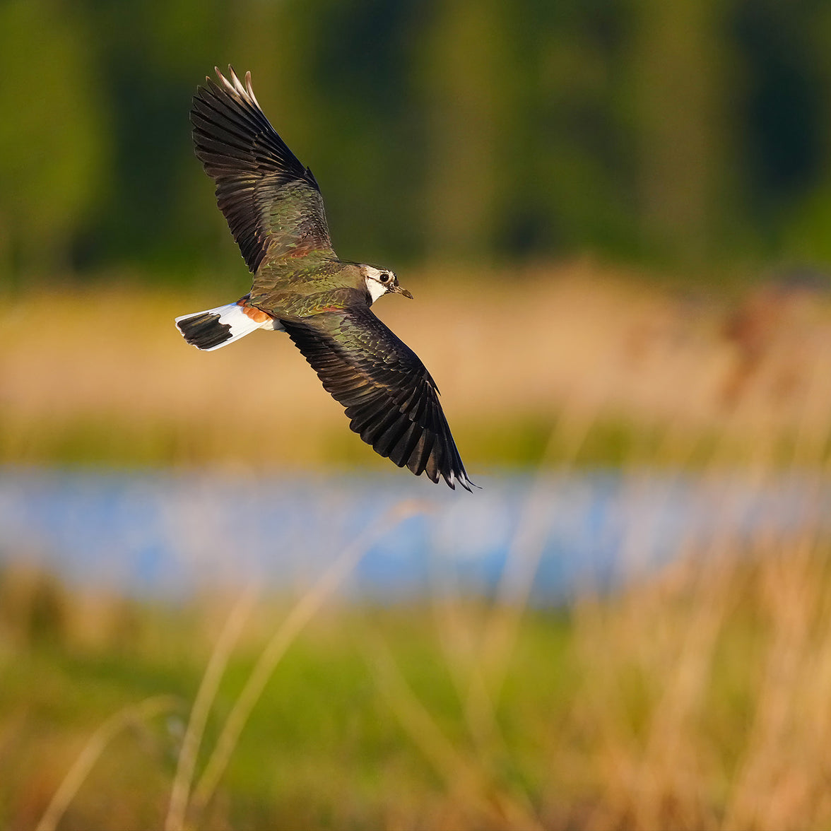 Sony SEL FE 100-400mm f4.5 GM OSS